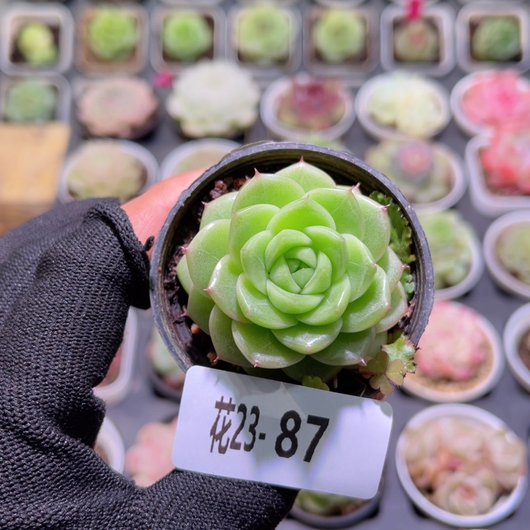 花23-87麦秆单头