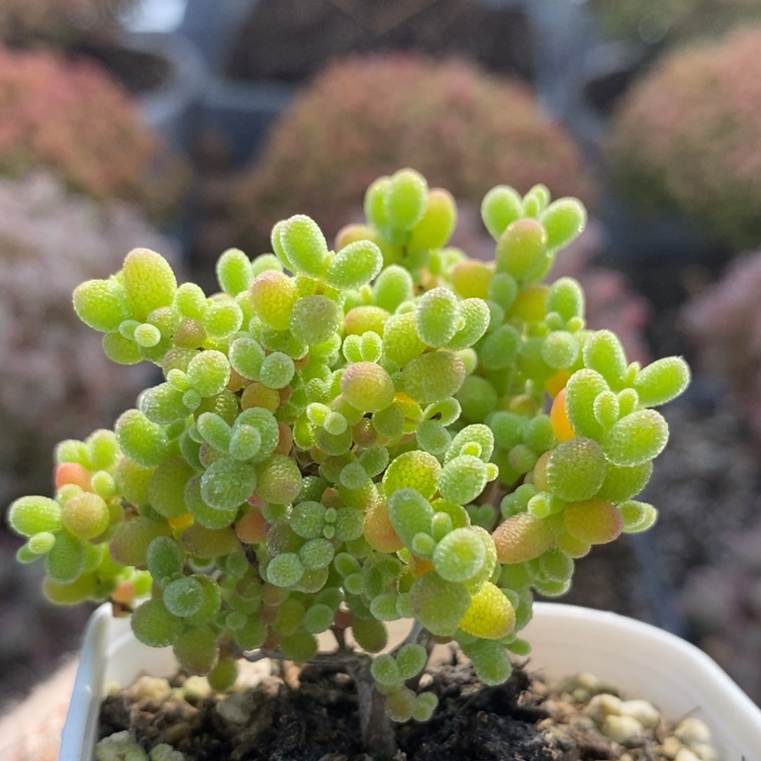 有***伤蜜橘糖球5430枝干番杏