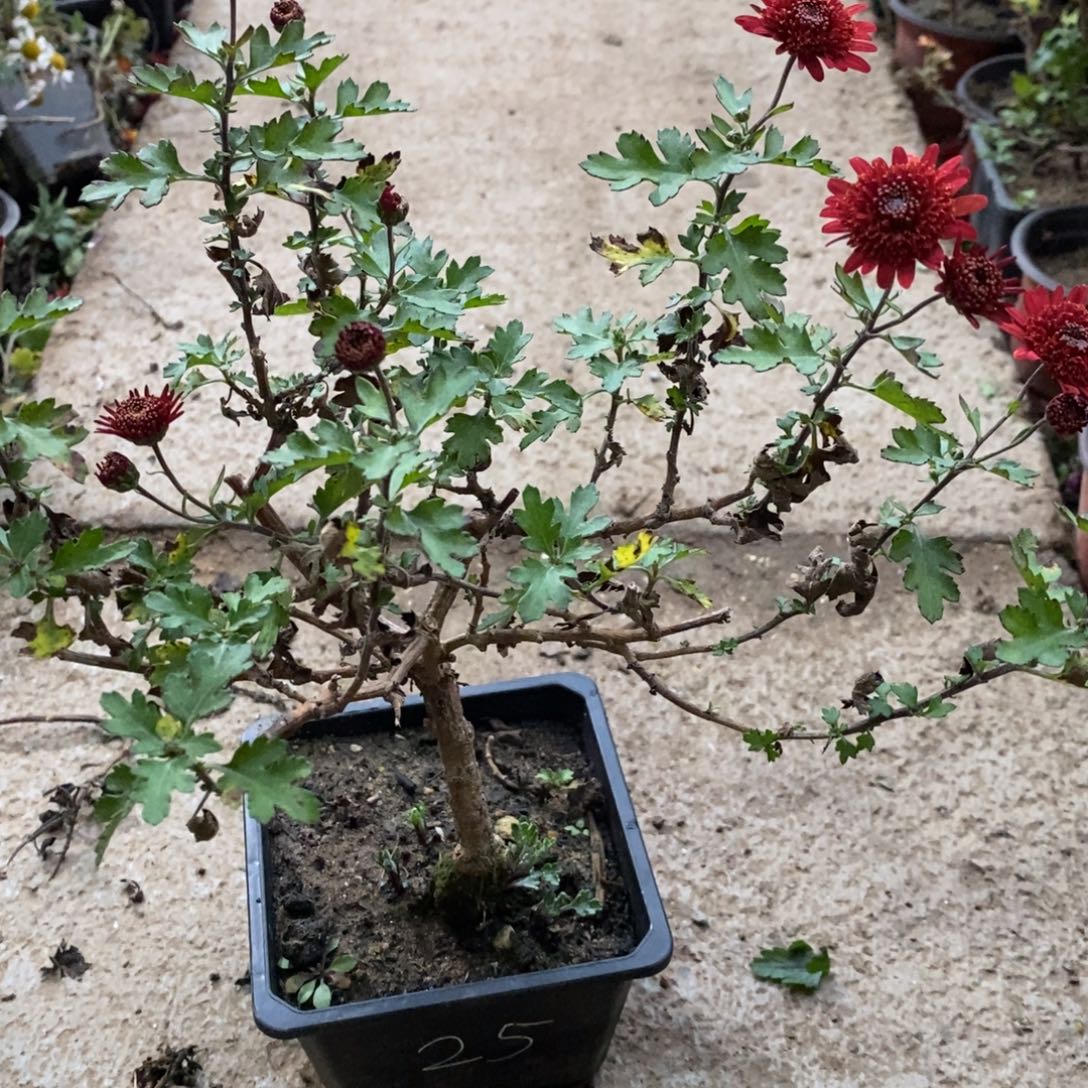 浴***生无花朵盆景盆景20