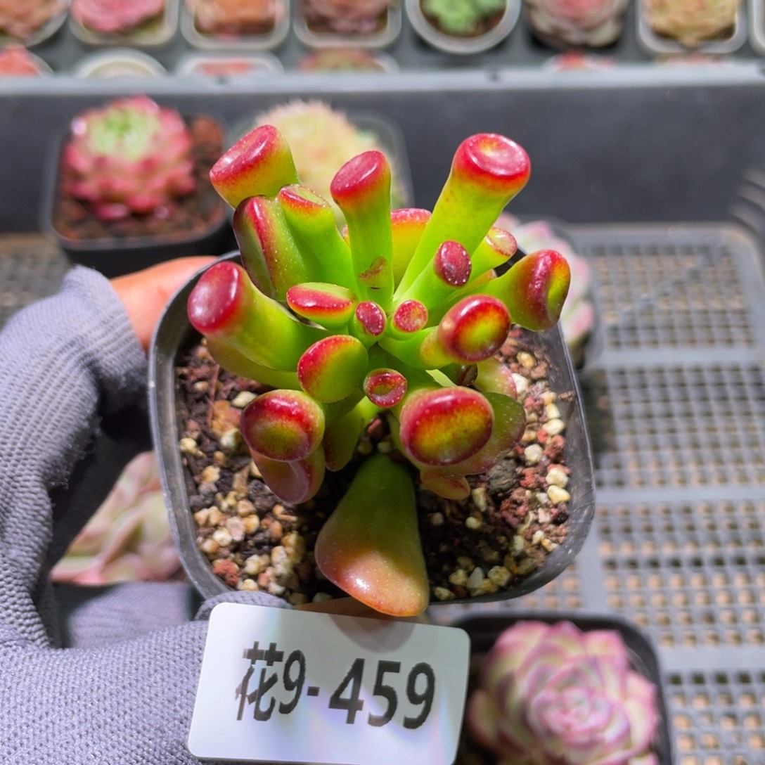 花利美9-459吸财树 