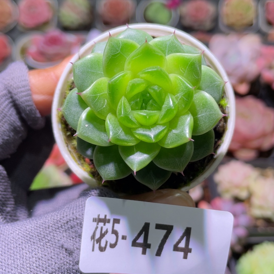 花利美5-474碧玺莲心