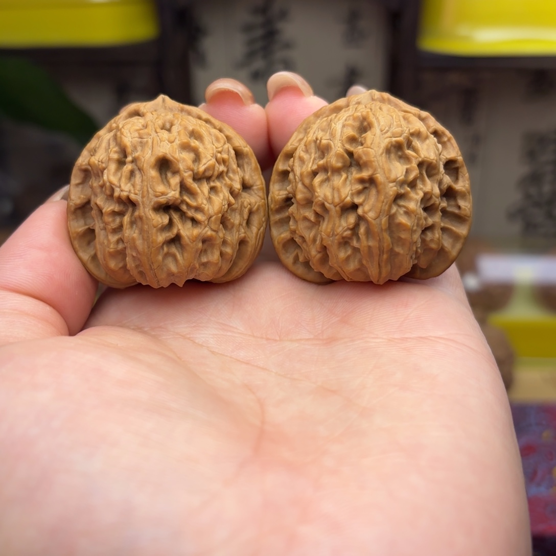 白狮子头三十七点五尺