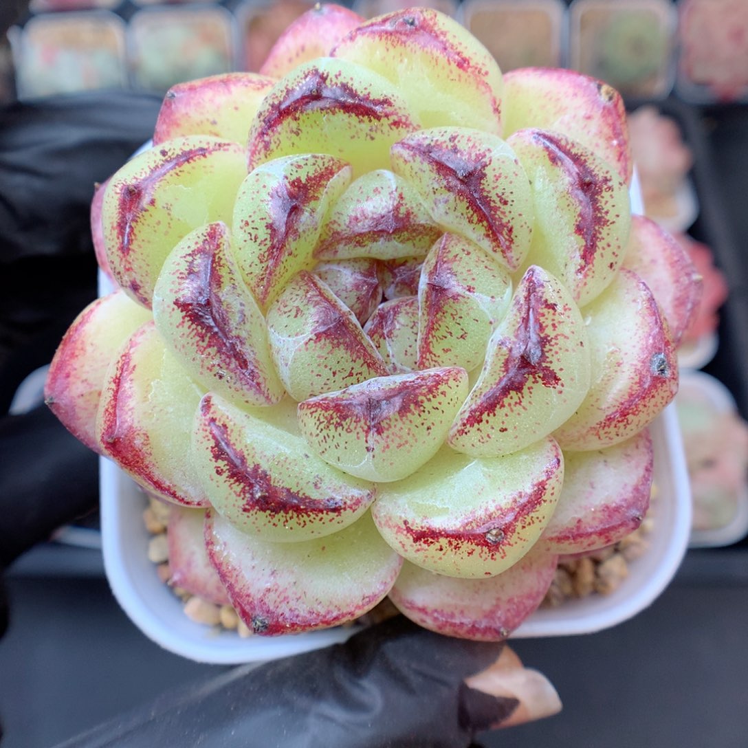 多肉植物。  黑菩提16