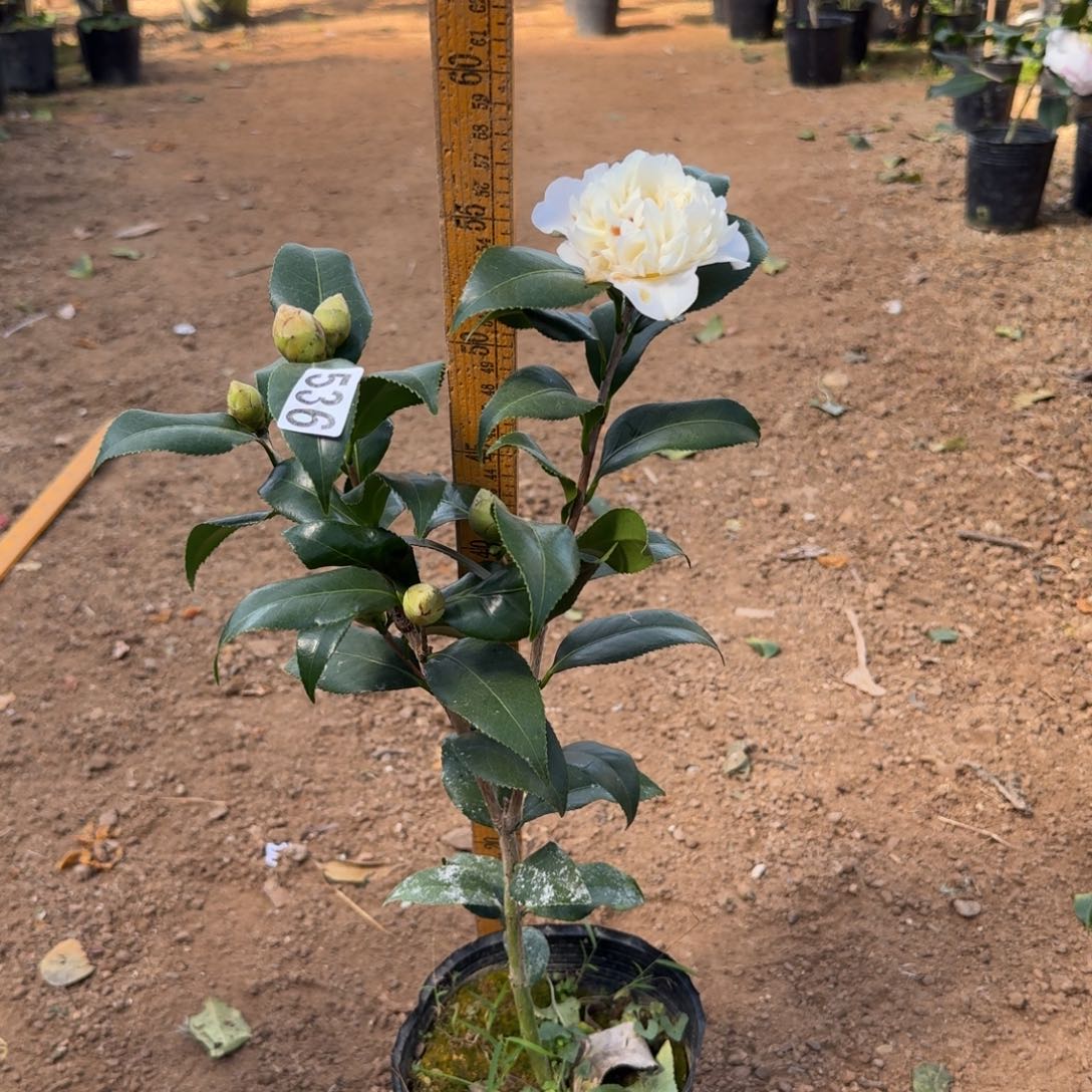 少量花朵（建议范围：2朵-5朵 或40%以下）536黄绣球