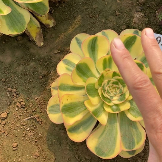 924王妃多肉植物