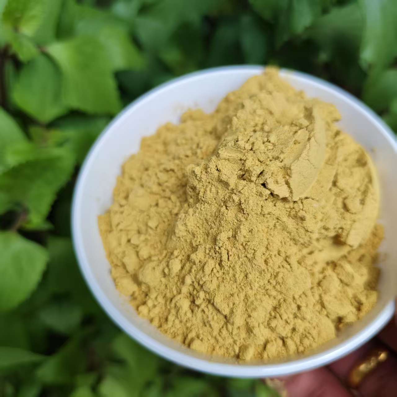 1【缅-金-粉】净含量20g-200g【阿虎现收】菌