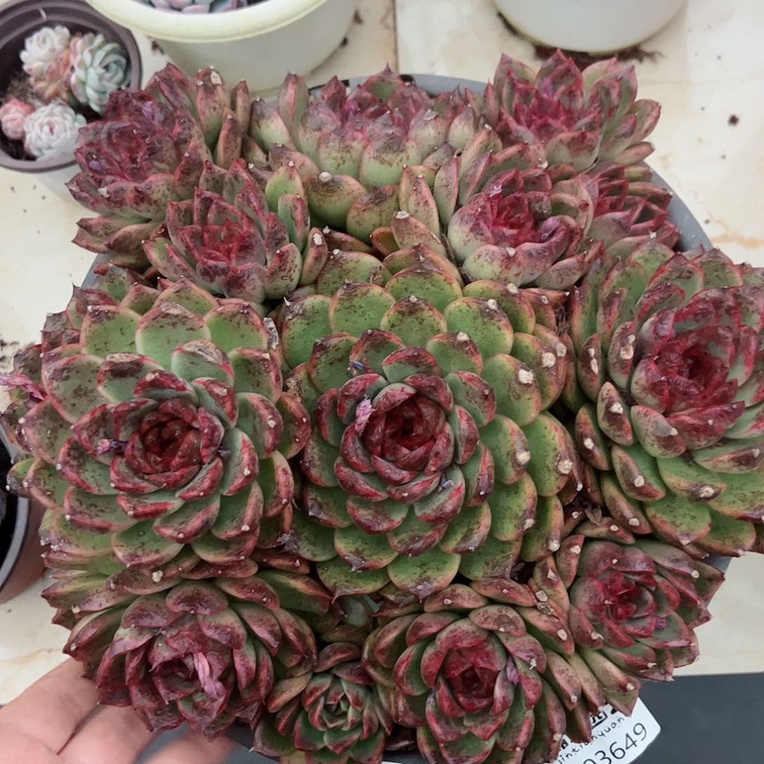 黑水晶玫瑰大盆整桩多头