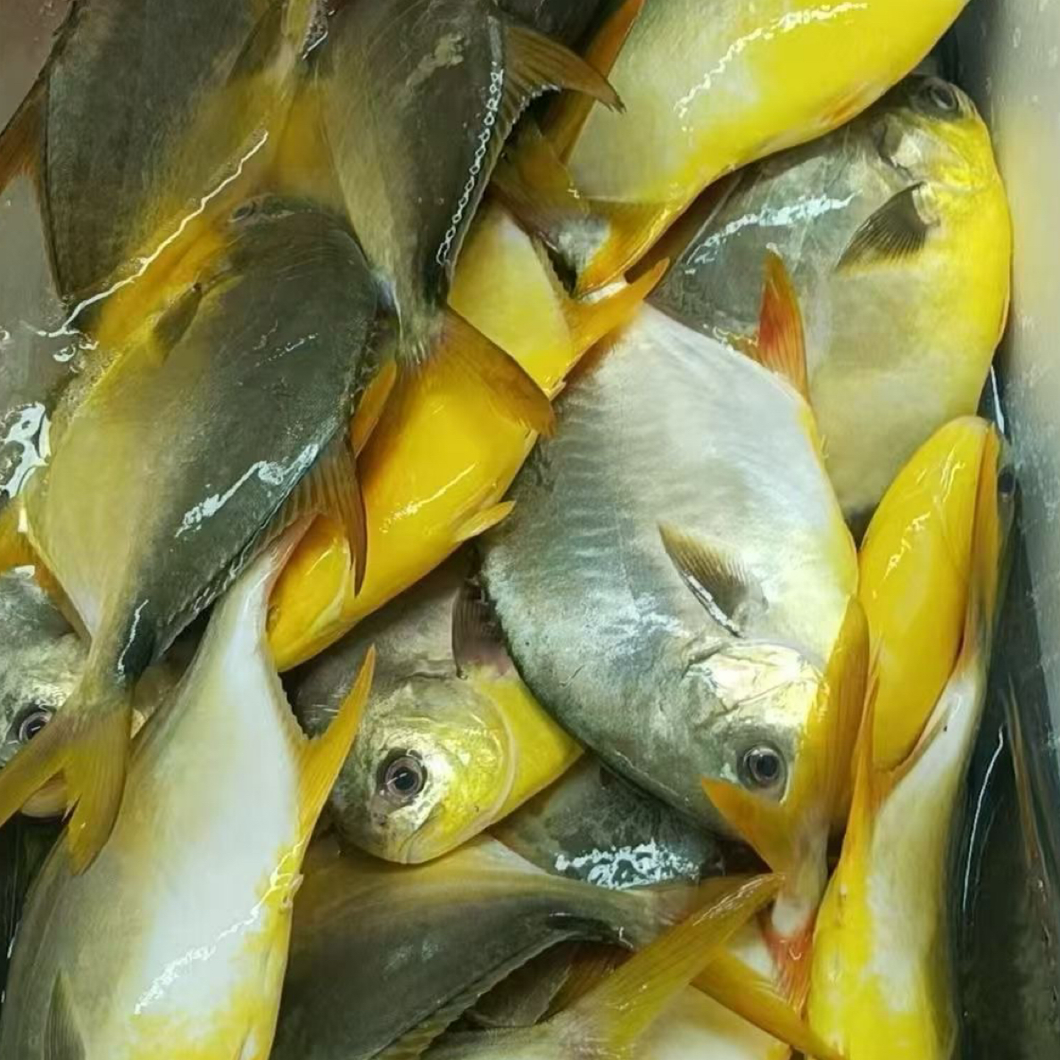 北海新鲜金仓鱼  肉嫩味美 1-5 斤可随意搭配其它海鲜，满五斤包邮