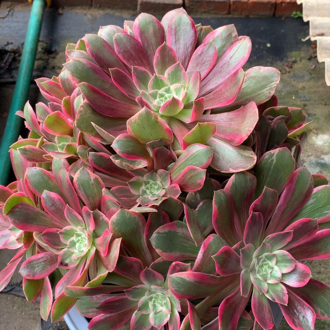浣纱老桩，多肉植物