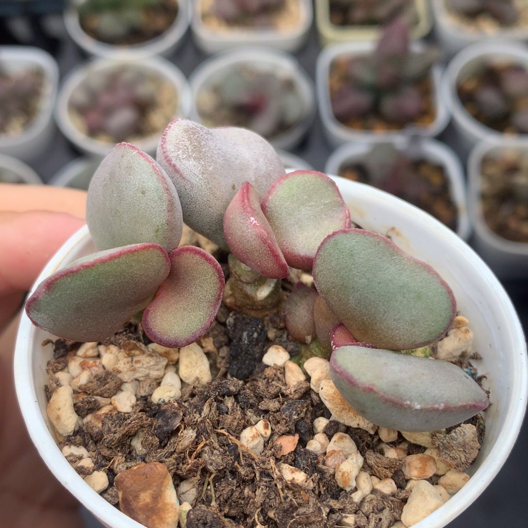 红蛋特价一物一拍就是