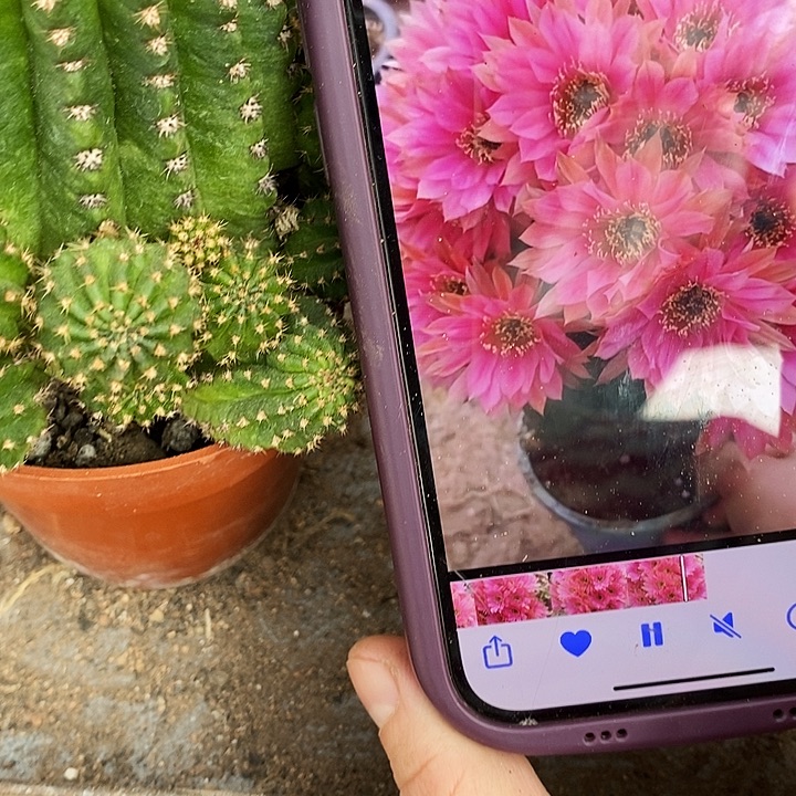 蜜桃仙人球，2579000