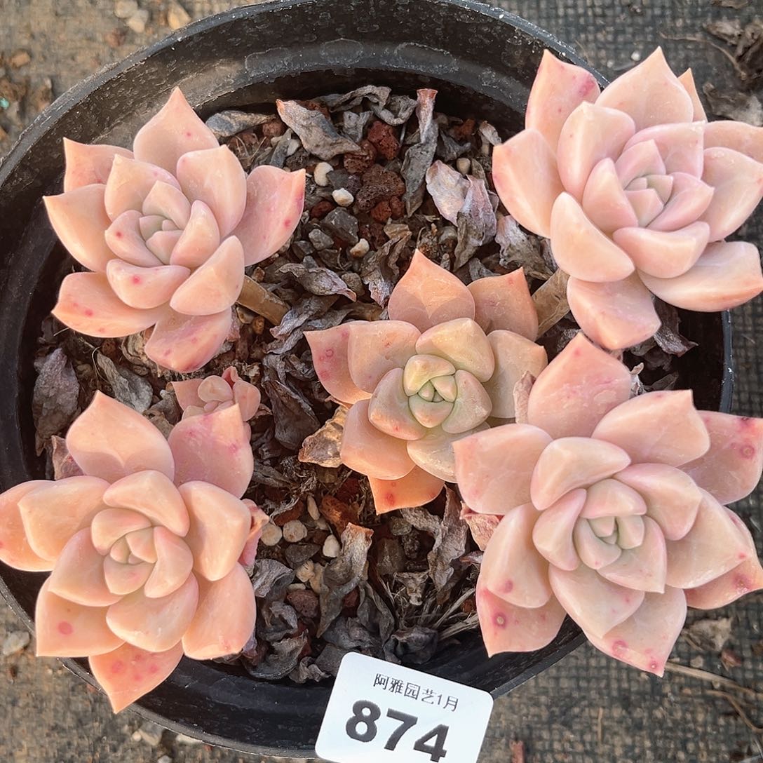 阿雅园艺。          874