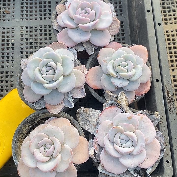 云***田无花朵2625号一物一拍雪莲