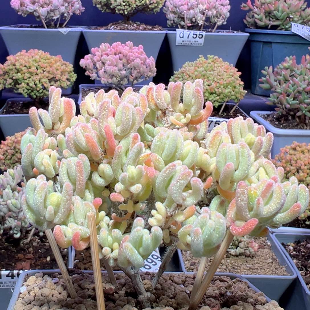 d756橙叶锦枝干番杏特价一颗