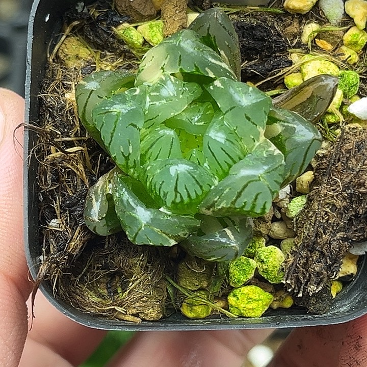 136大窗龙鳞玉露锦