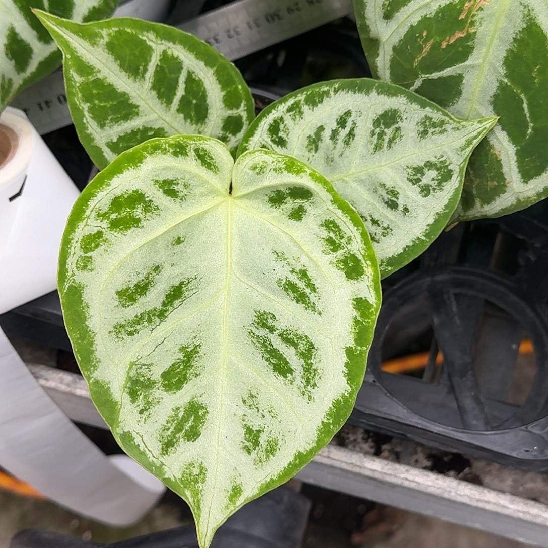 小***茄完全开放Y150铜锣烧