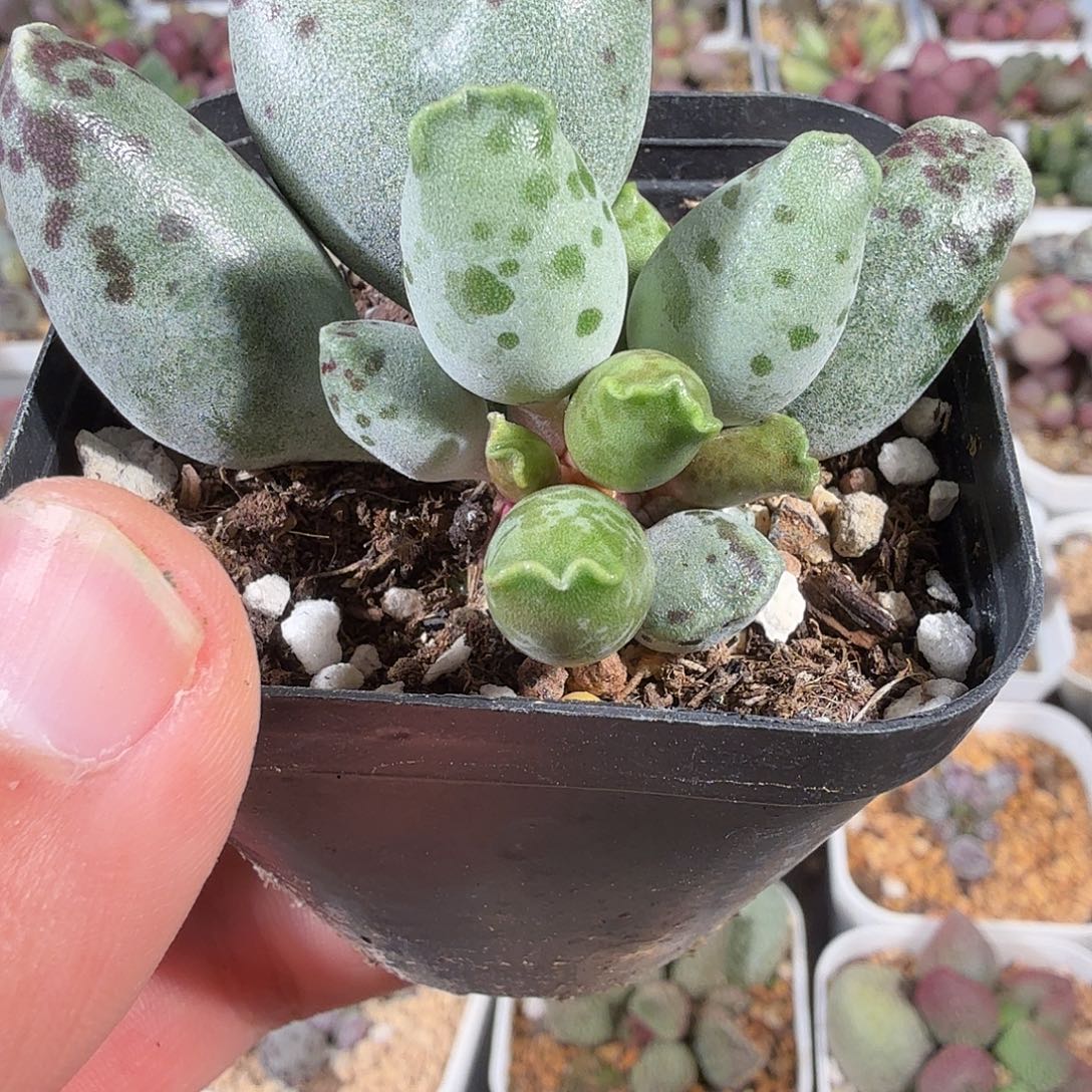 不***一白肌海豹              