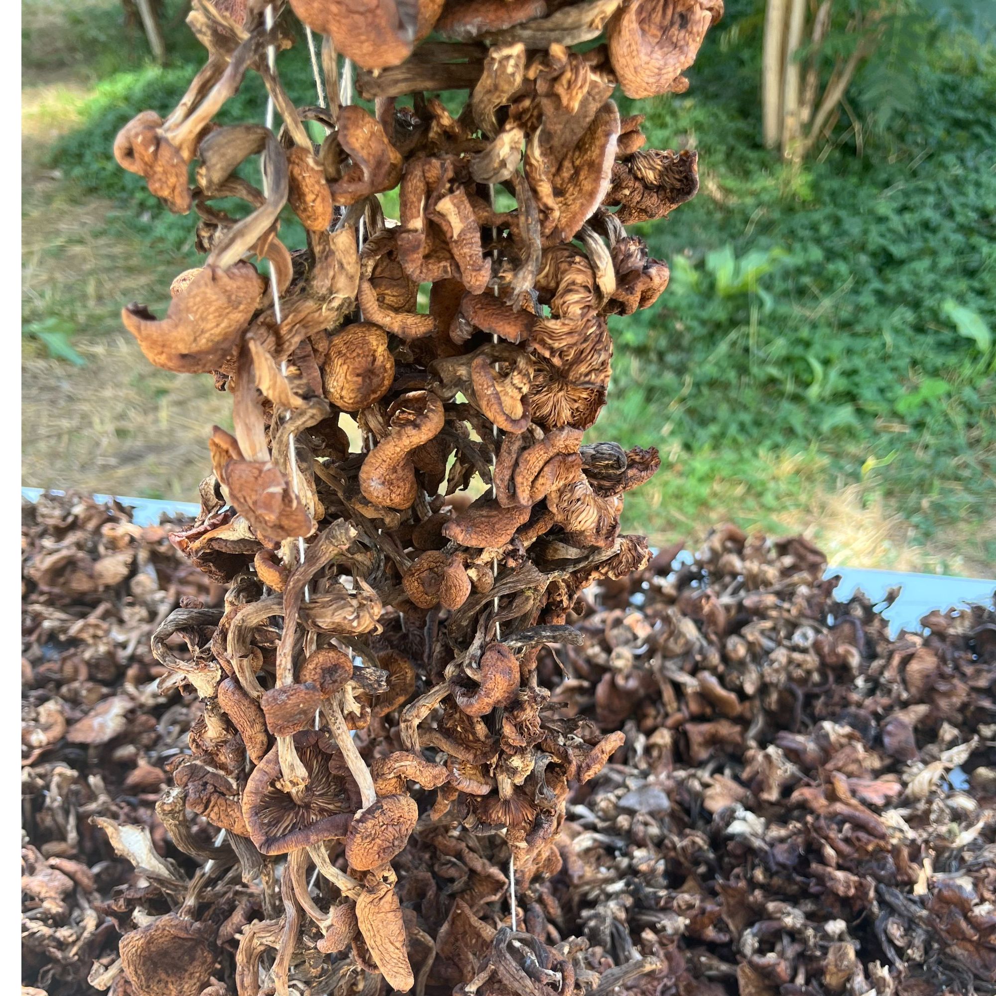 东北小蘑菇干货 野生榛蘑 自然晾晒新货 东北特产