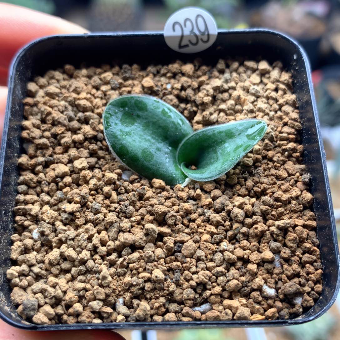 毛叶虎眼万年青带盆多肉