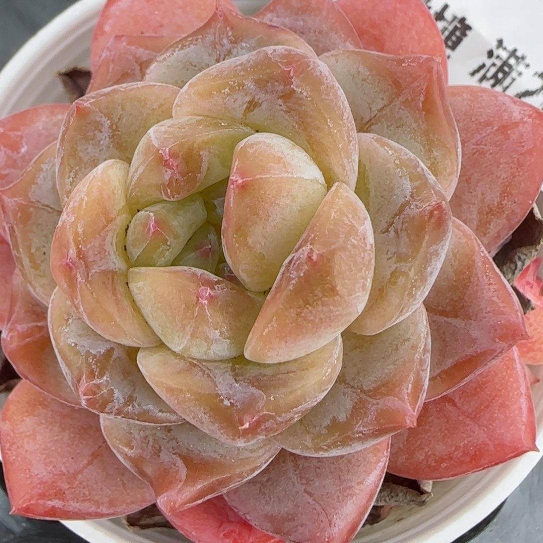 花语逸镜0203-499