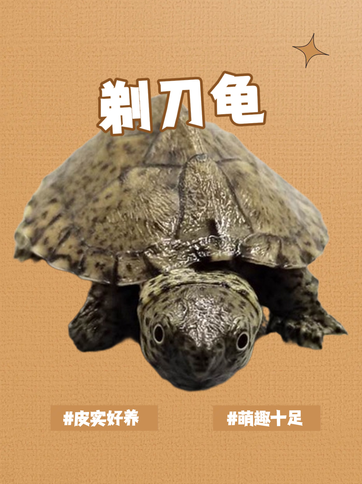 剃刀龟 剃刀龟苗  红大米甄选 