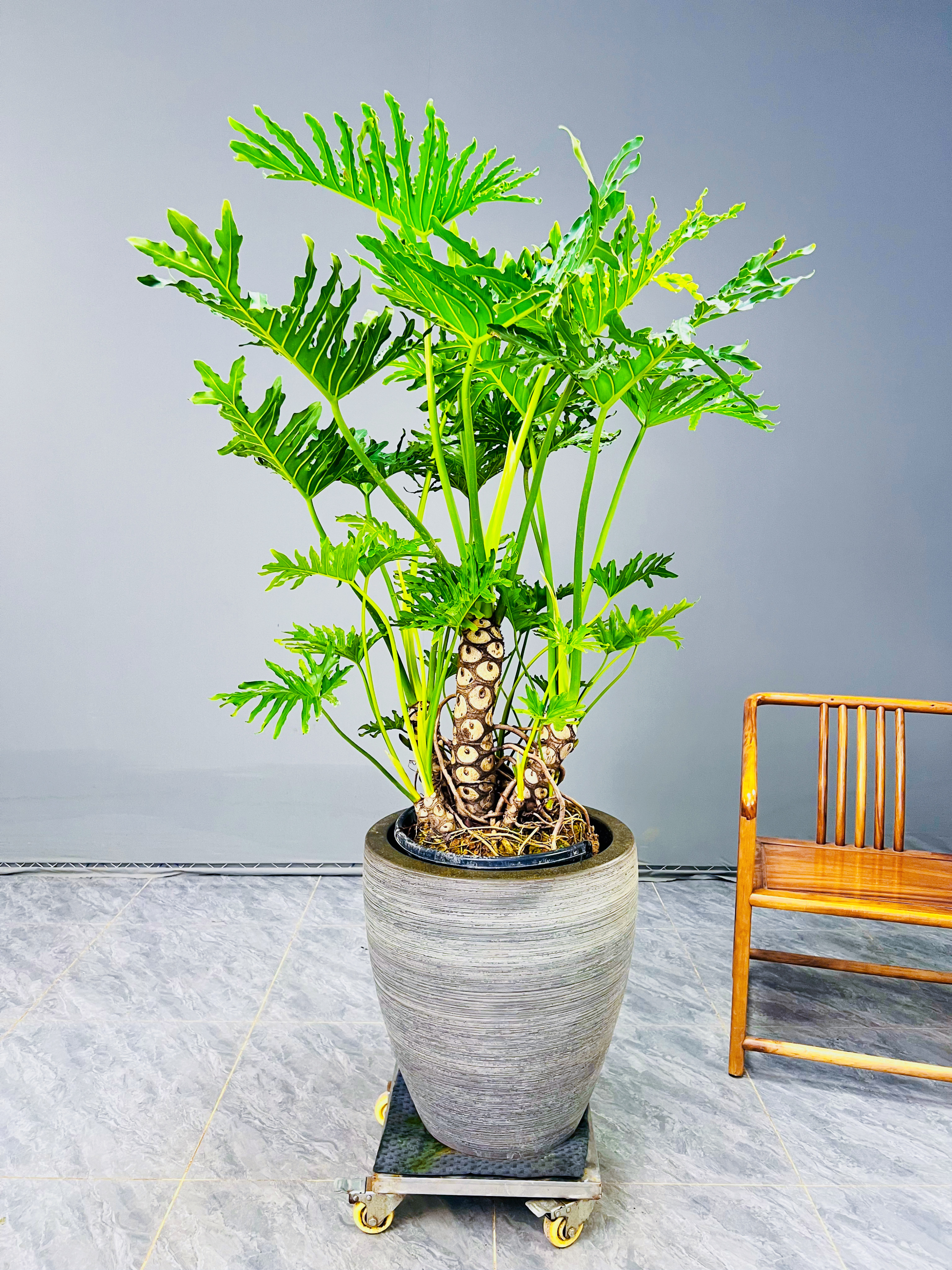 老桩龙鳞春雨 高端室内办公室好养绿植四季常青盆栽送货上门