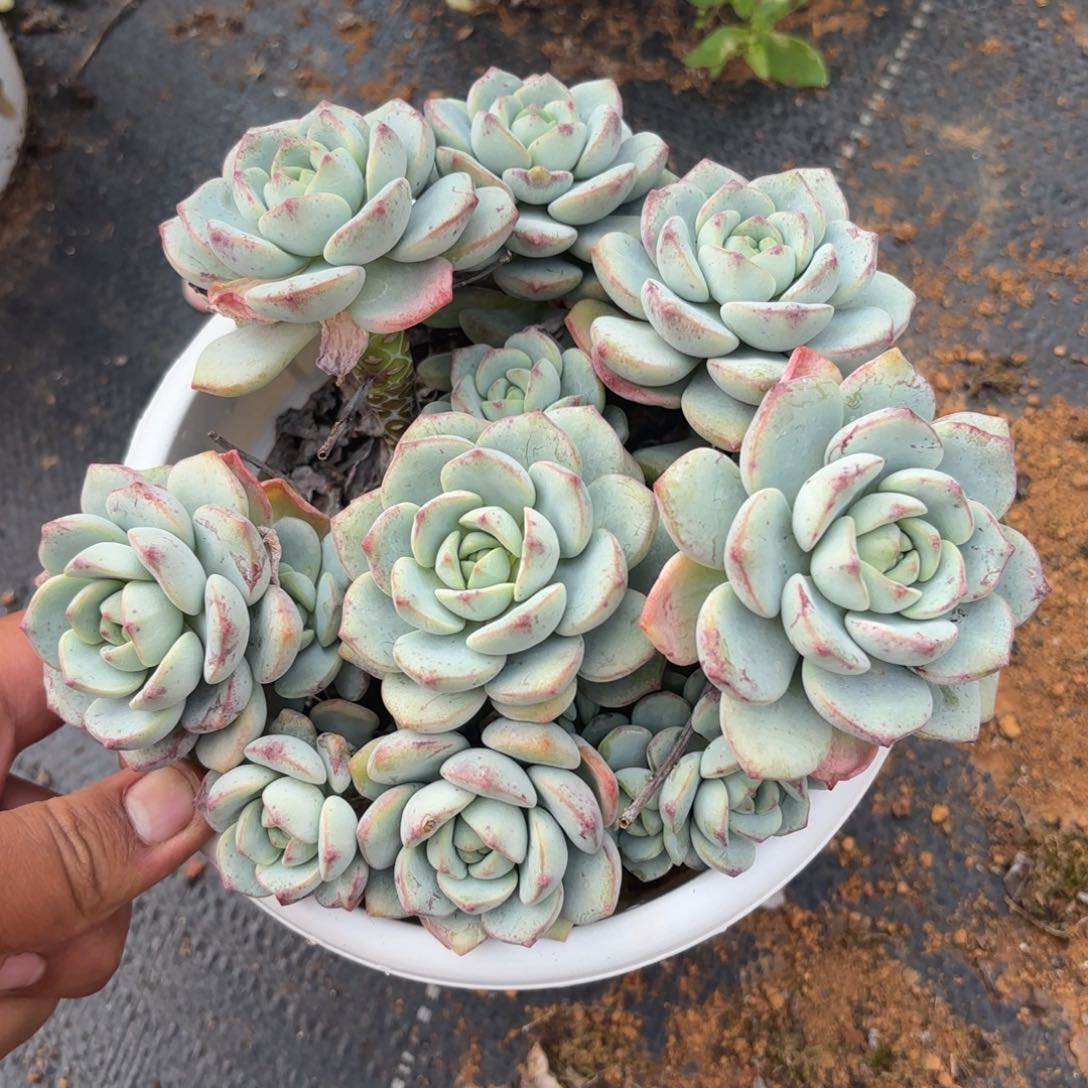 小老庄香草多肉植物
