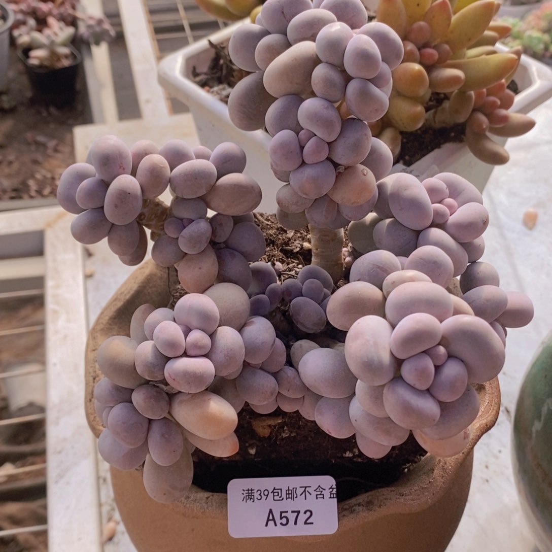 芭比奶洛15cm572多肉植物