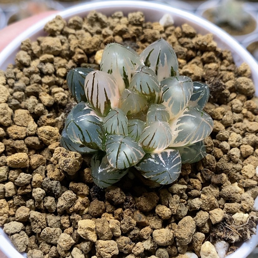 【闪购商品】32龙爪