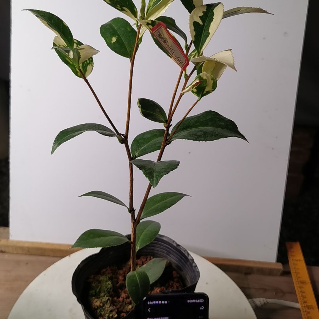 完全开放斑丽修  