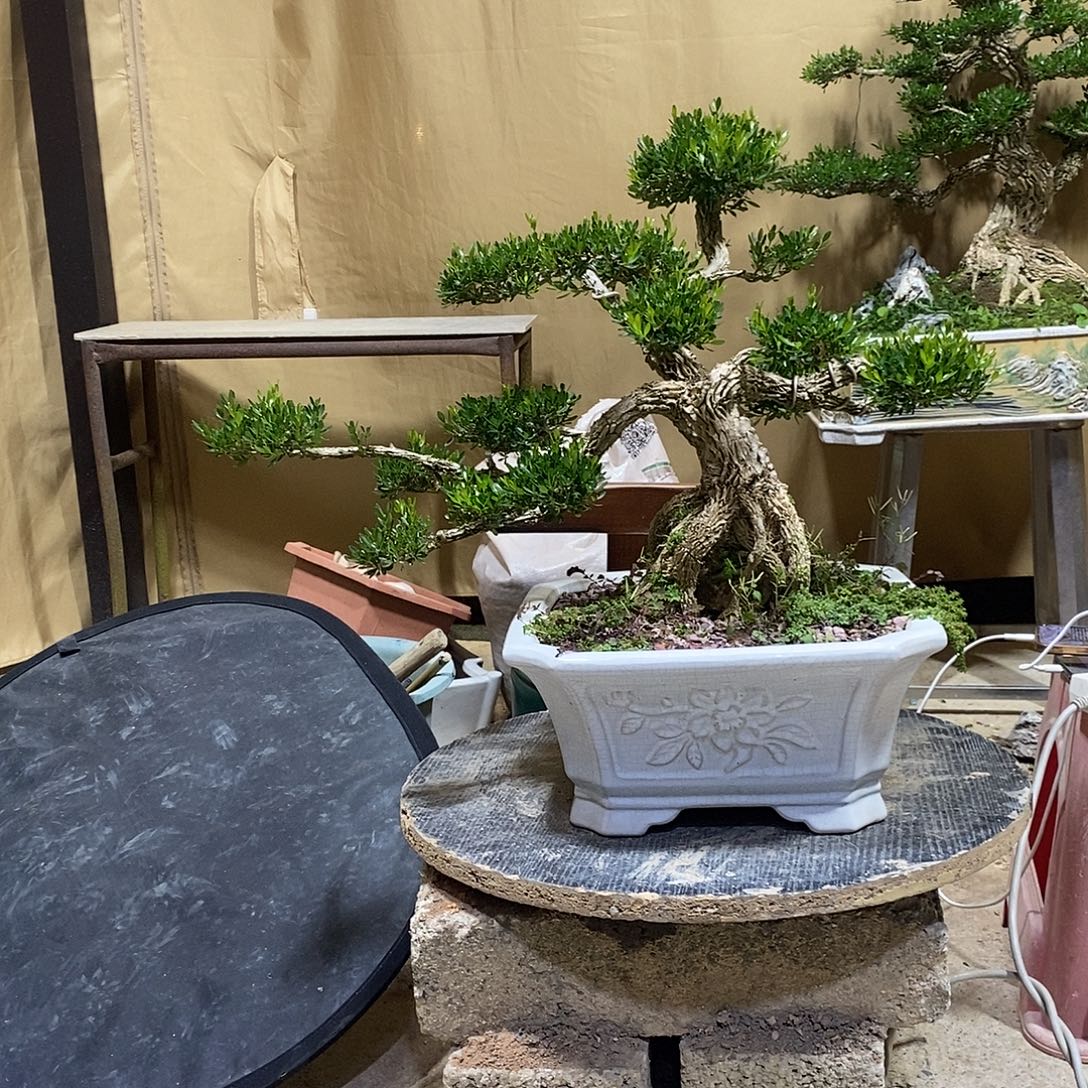 当前无花朵，栽培后可花朵