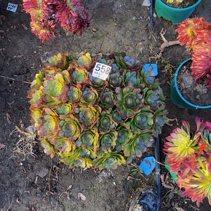 黑魔朵朵，29-11花花