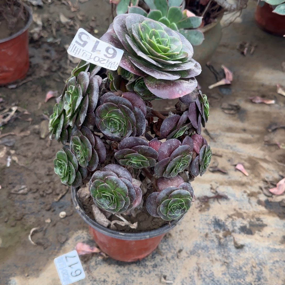 厚叶魅金615满20包邮断枝不包