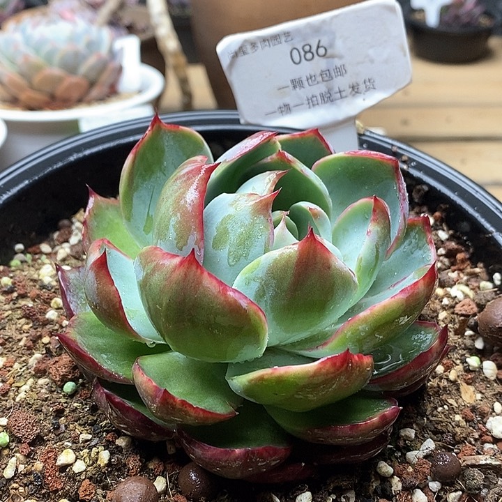 惊鸿仙子单头086