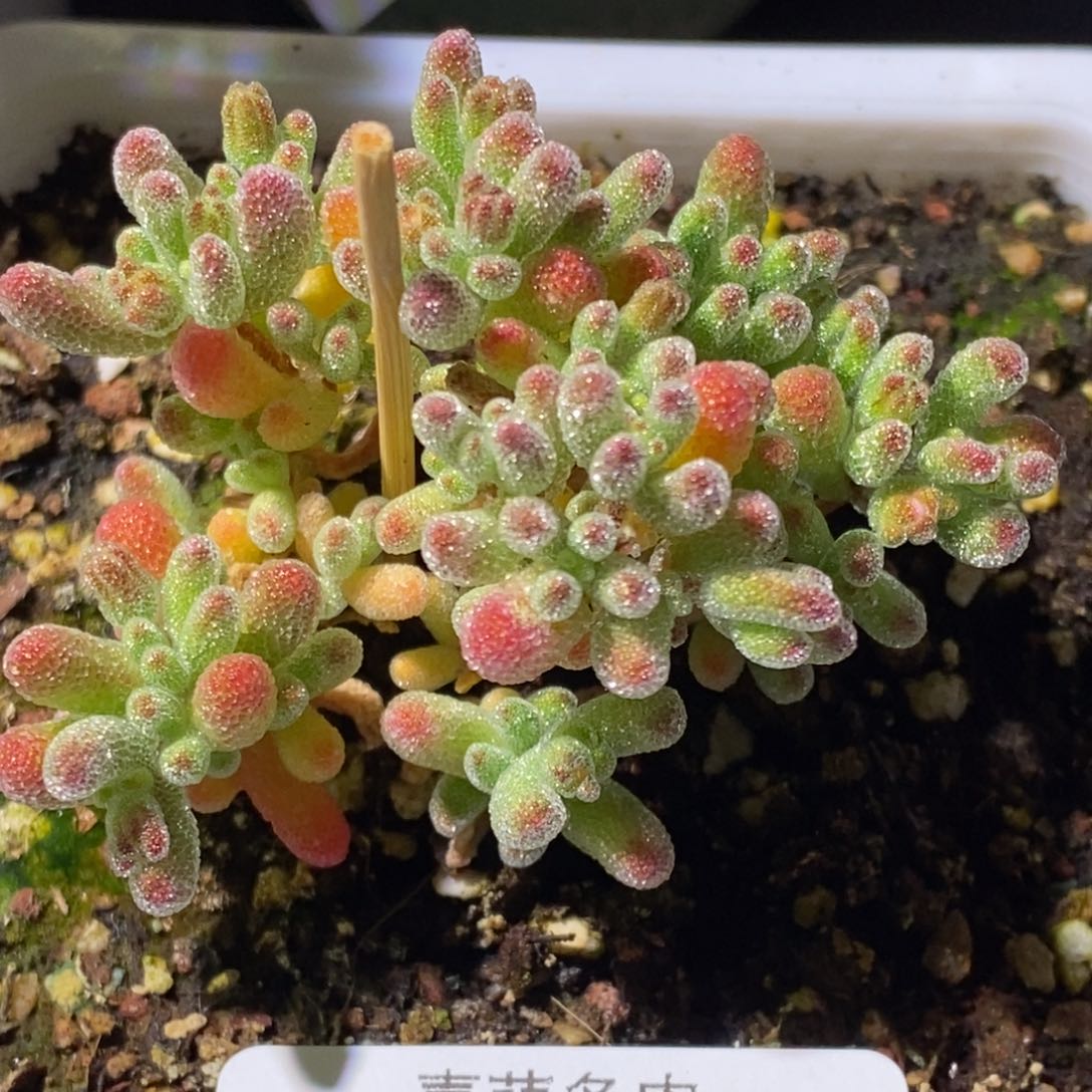 冰晶枝干番杏702