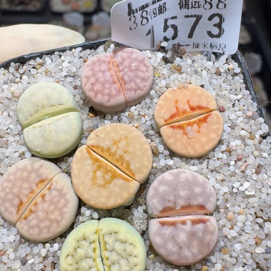 zzz福利捡漏了1573