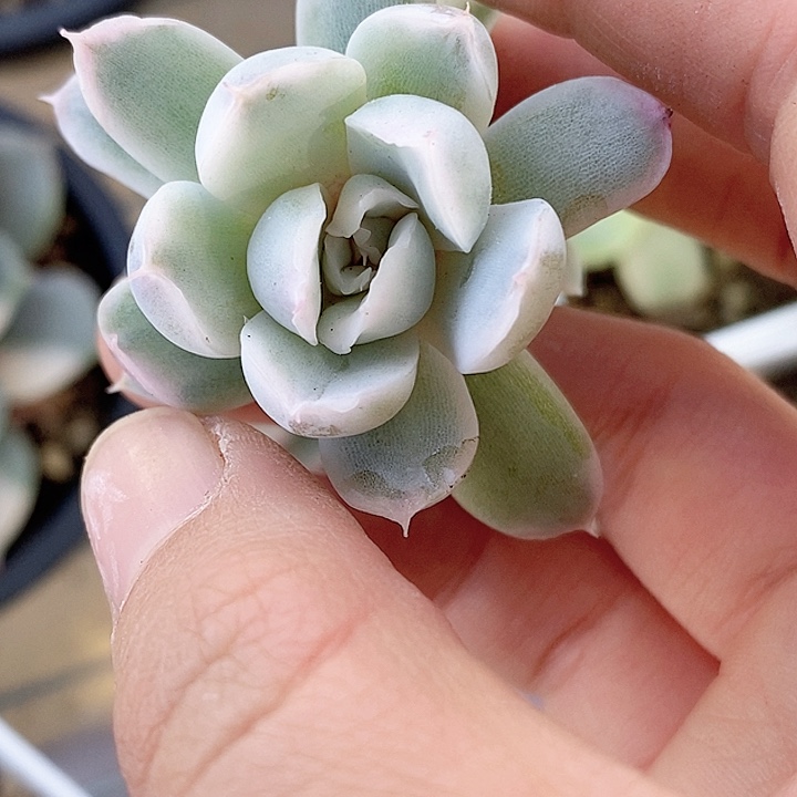 辛普森一物一拍，