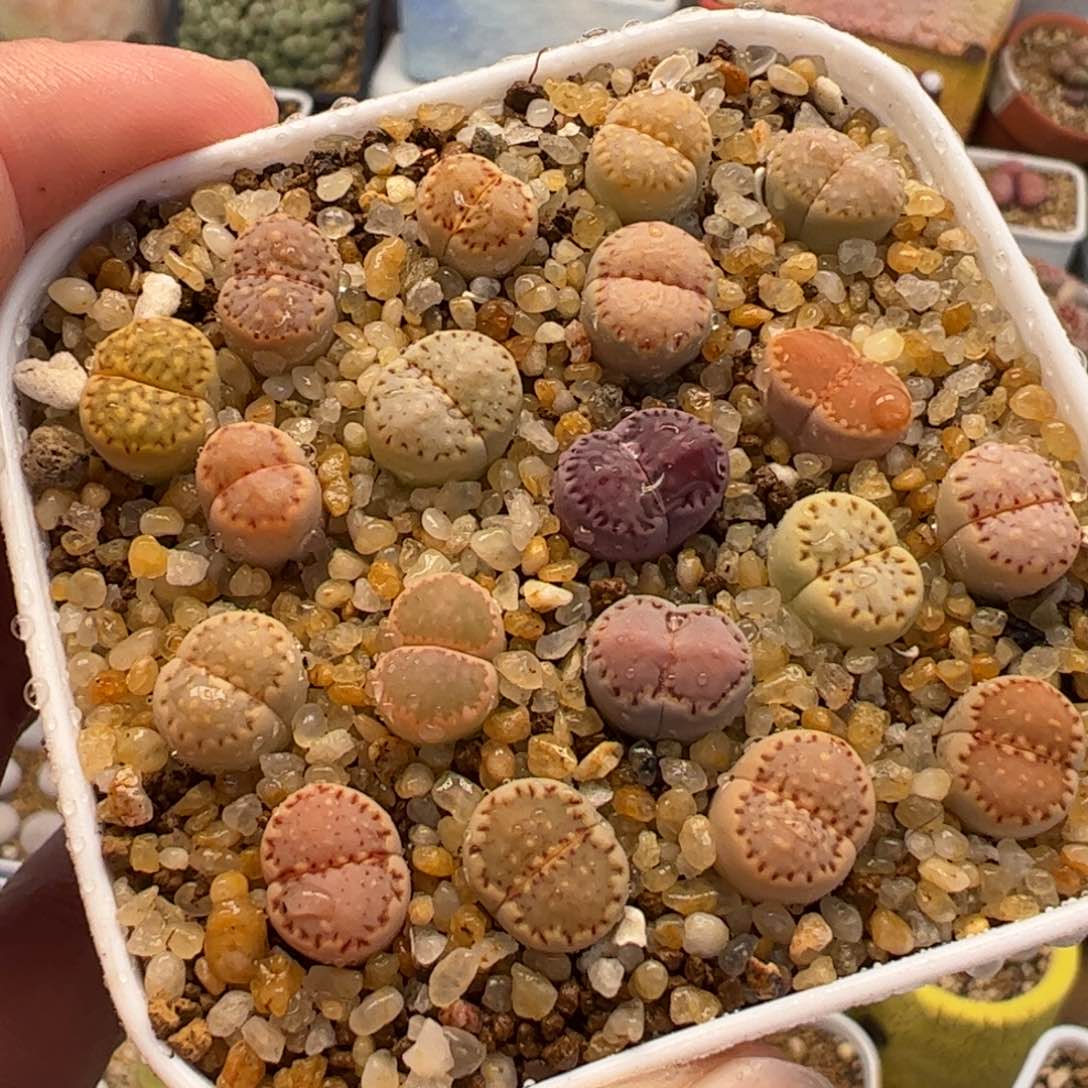 663多肉植物百科