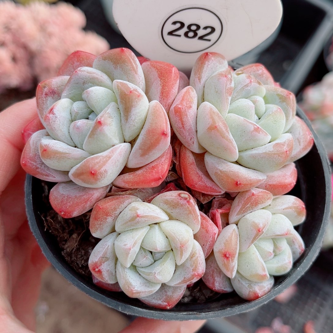 282号小老桩冰玉群