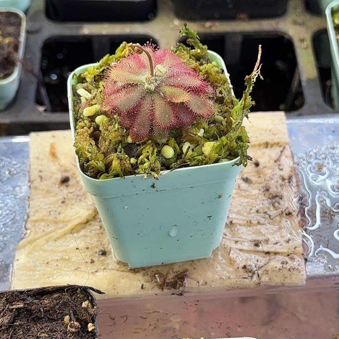 完全开放山地茅膏菜