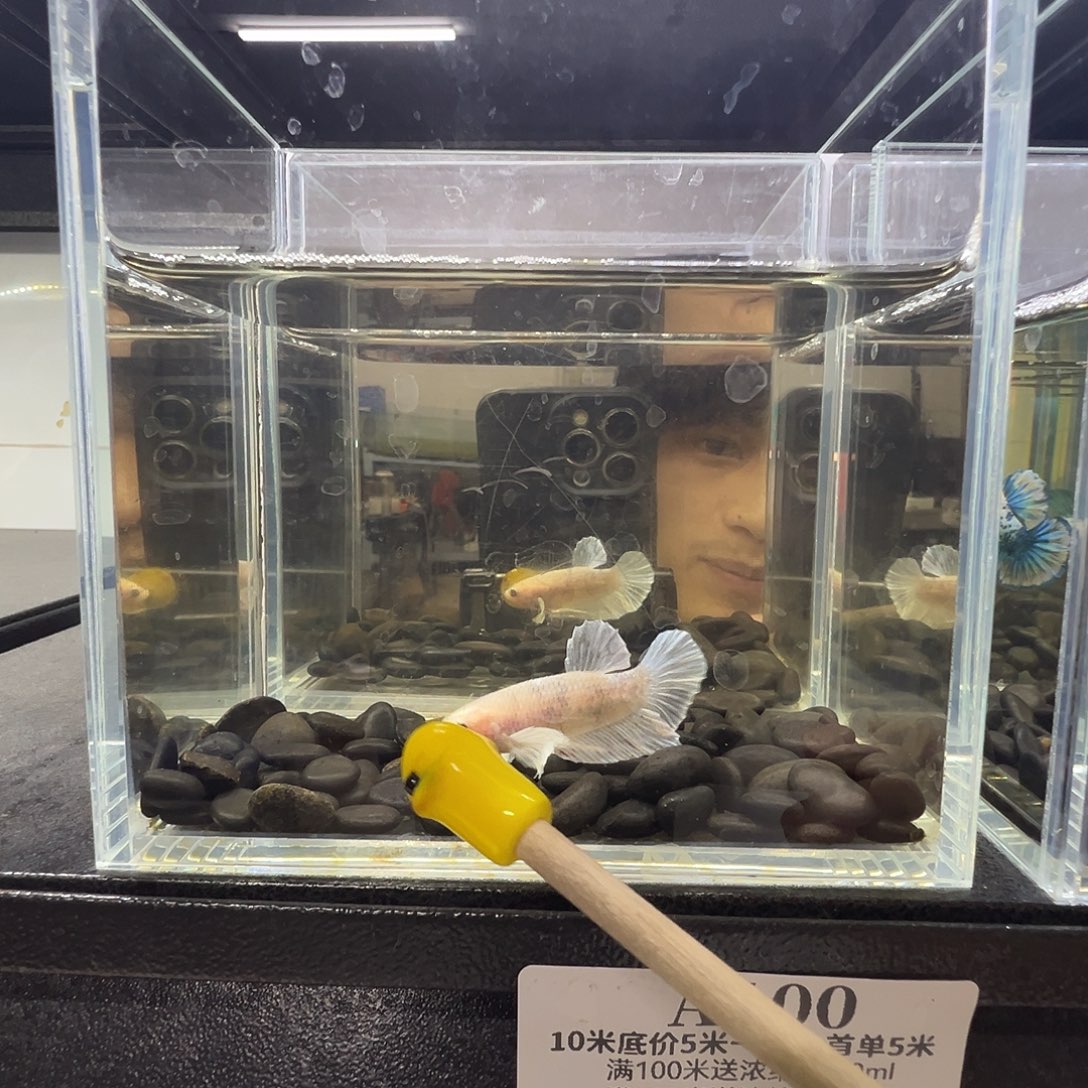 斗鱼阿浩泰斗14日100
