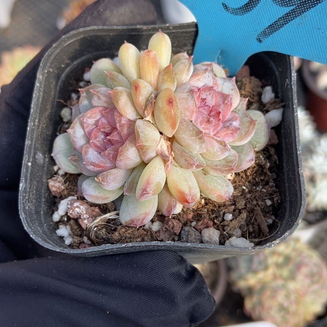 1039冰魄多肉植物保护