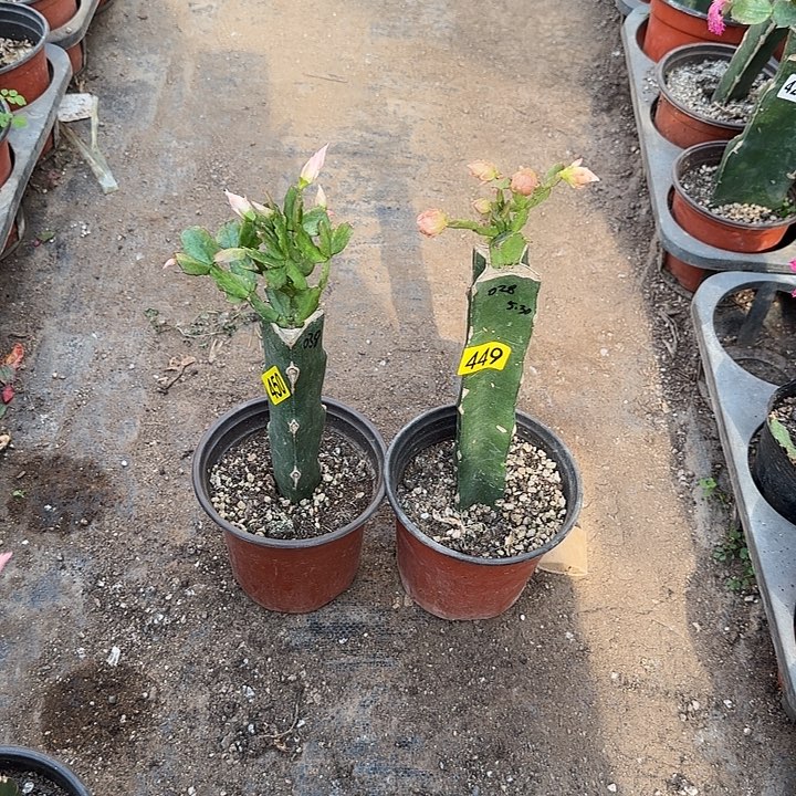 崆***人449+450嫁接蟹爪兰：038+028