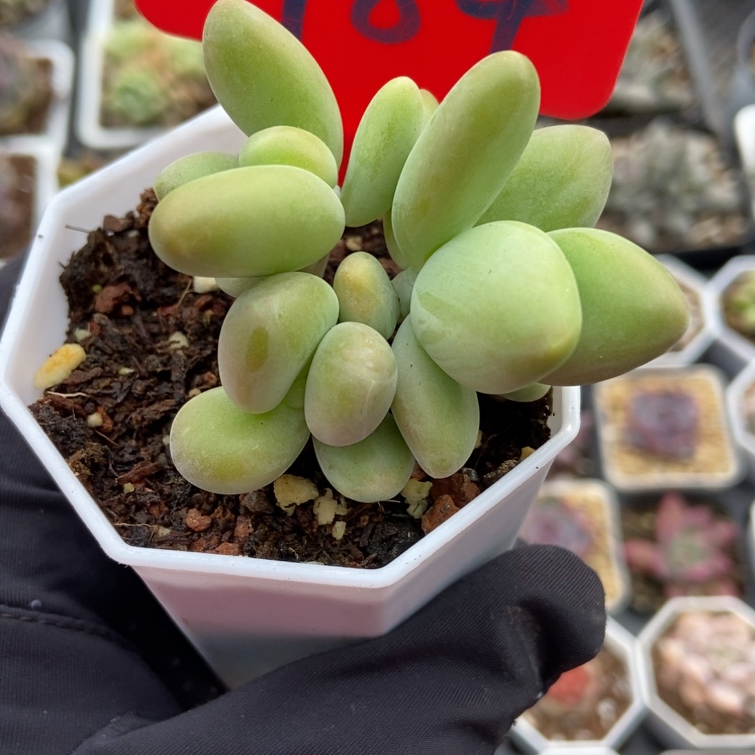 984芒果美人多肉植物