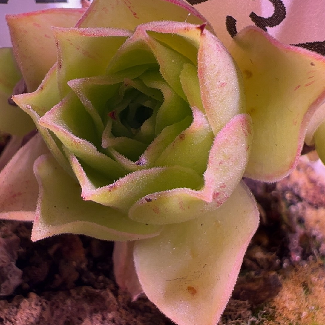 晚****陈陈934帕美至爱各种侧芽福利