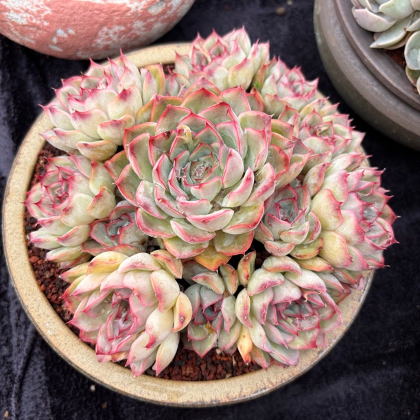 多肉植物一物一拍精控猎户座无砍手捧老桩叶展19cm