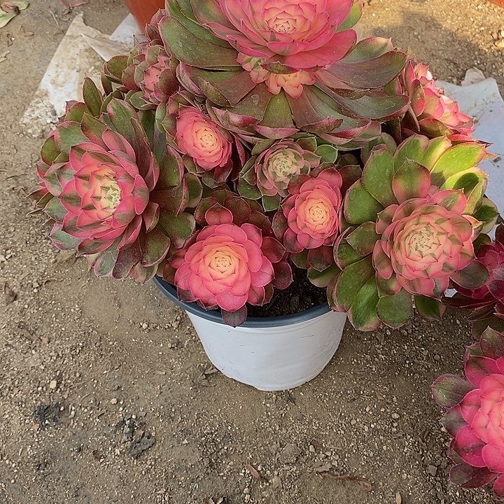 涛***a多肉植物荔枝034多肉