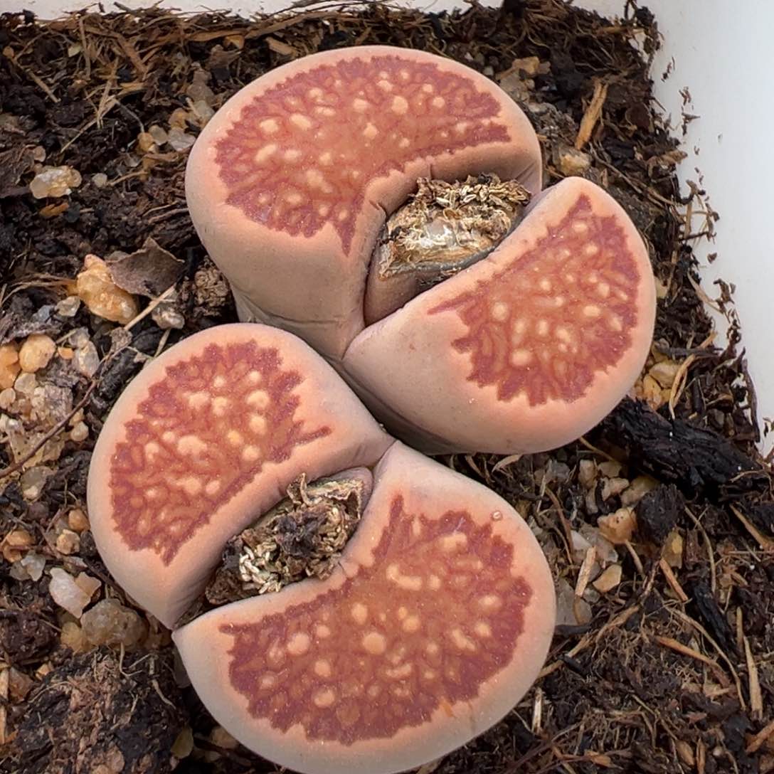 1.14好看的多肉869