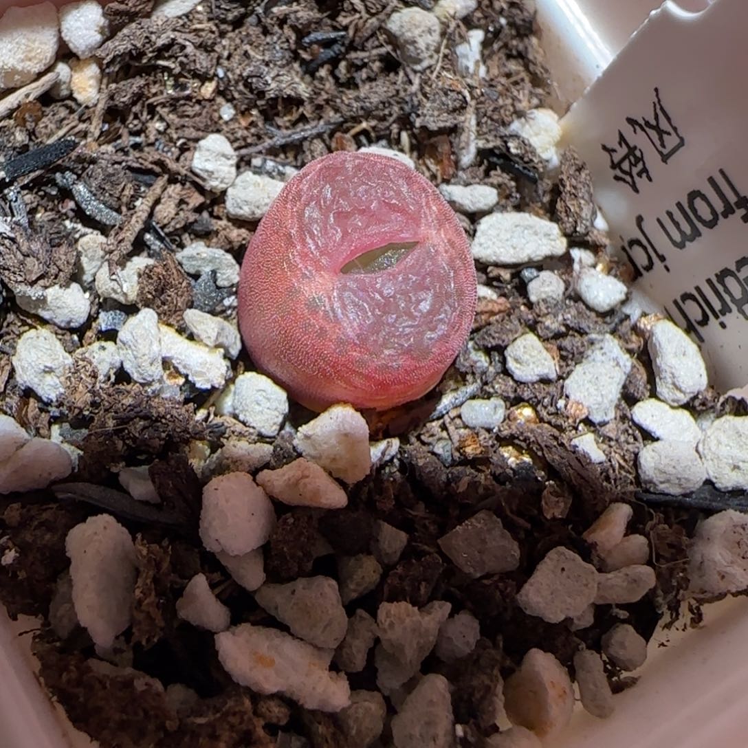 肉锥多肉植物百科-10km风铃515