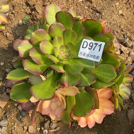 971绍修七彩多肉植物